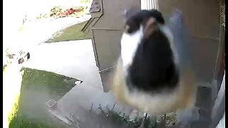 Bird in my Arlo Camera