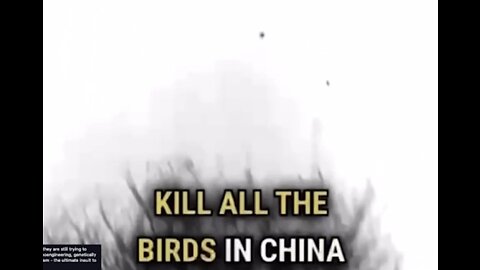 WHEN CHINA KILLED THE BIRDS - SELF-IMPOSED FAMINE