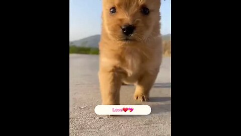 Puppy 🐶 and chick's and ducklings.A beutiful 😍💓🤩 moment 😍💓💓