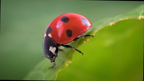 Wildlife - Just Insects - Documentary