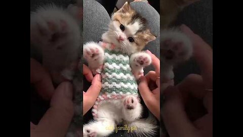 Baby kittens cute and funny/🥰Baby kitten cutest moments #cats #shorts #catvideos