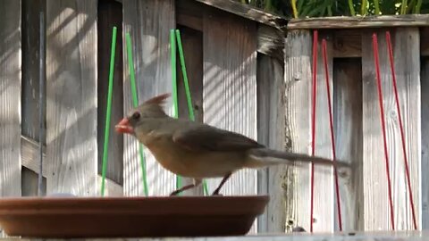 Our Backyard Northern Cardinal