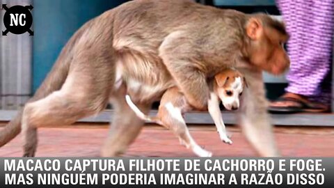 Macaco captura filhote de cachorro e foge. Mas ninguém poderia imaginar a razão disso