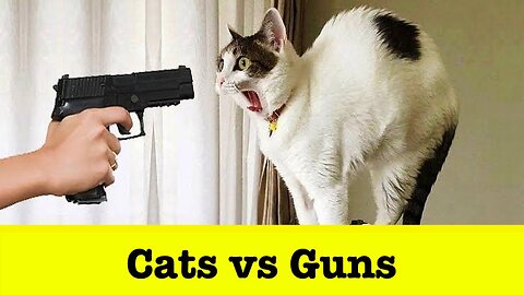 Funny Kittens vs. Toy Guns Compilation | Hilarious Cat Reactions!..