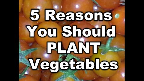5 Reasons You Should Plant Vegetables
