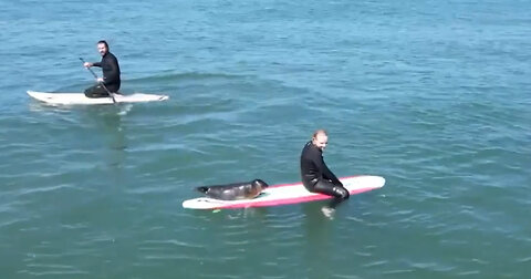 Baby Seal Caught on Camera Riding the Waves With Delighted California Surfers