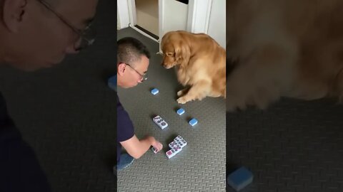 The Smart dog knows how to distinguish mahjong