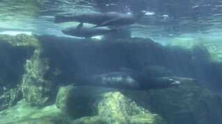 Sea lions at the aquarium of the pacific