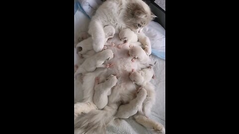 So Cute Cats #51😍😍😍Cats & Kittens 🥰🥰🥰Follow Me