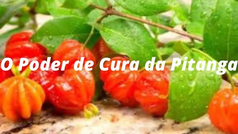 O Poder de Cura da Pitanga - Pitanga; 11 Benefícios para a Saúde (Com Receitas)