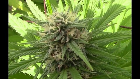Flowering Cannabis Outdoors Seventh Week