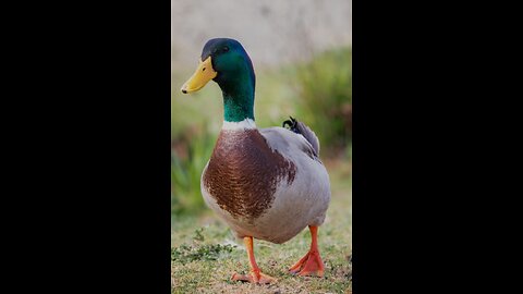 Ducks fishing in Lake