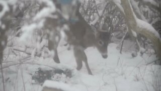 Backyard deer Feb 5 2022