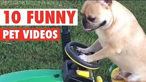 FUNNIEST PET VIDEO