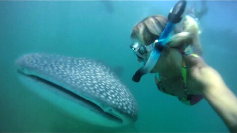 GoPro HD HERO camera: Holly Beck and the Whaleshark