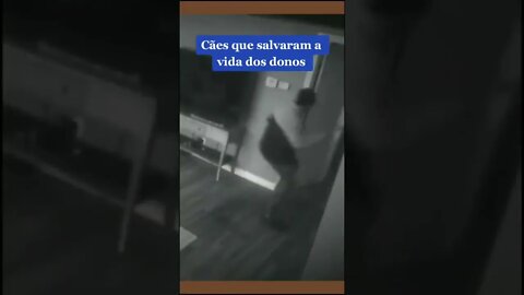 cães heróis salva vidas o melhor amigo do homem