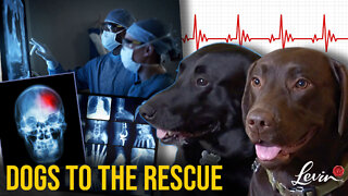 Dogs to the Rescue