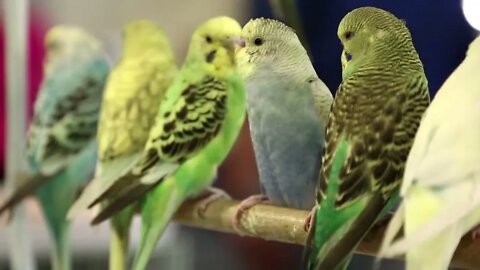 Budgerigar, Melopsittacus undulatus, also known as undulated grass parakeet, bird market in Doha, Q