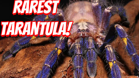 The Rarest Tarantula To See!