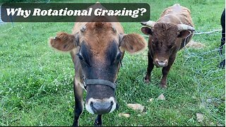 A Chat About Rotational Grazing