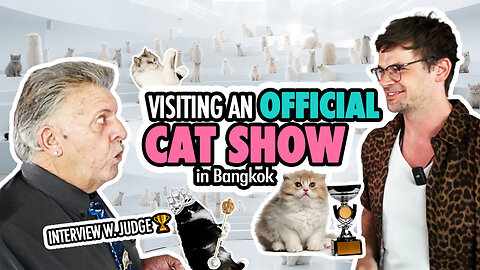 Want to see cute Cats? 🐈🏆 How about visiting a CAT SHOW in Bangkok?
