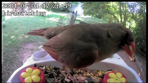 iWFcam Birdcam feeder. The Cardinals