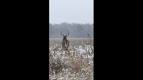 Hunter Screams At Huge Buck!🦌😂 #hunting