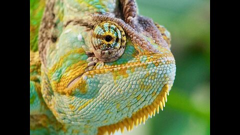The Miraculous Chameleon: Unveiling its Dazzling Color-Changing Abilities