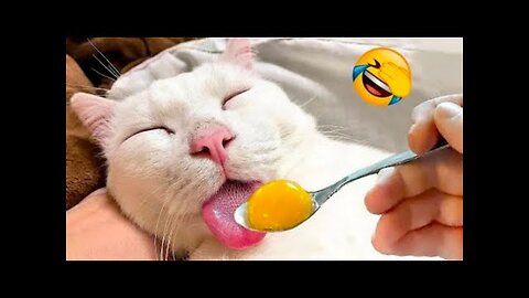 Funniest Animals 😄 New Funny Cats and Dogs Videos 2024 😹🐶