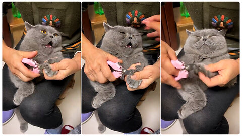 Cat Drama during Nail Cutting 😄