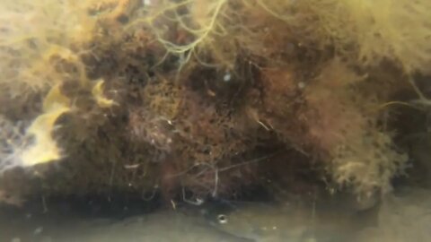 Underwater Shot Of Fish Swimming Through Green Sea Weed In Ocean Floor