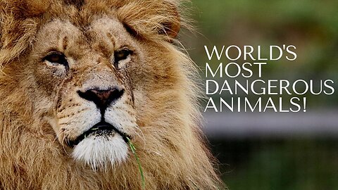 THESE ARE THE TOP 10 MOST DANGEROUS ANIMALS IN THE WORLD