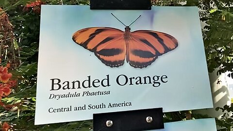 Banded Orange Butterfly, Dryadula Phaetusa