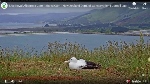 The new Royal Albatross season has begun with OGK and YRK sitting on a fertile egg. 12-12-19