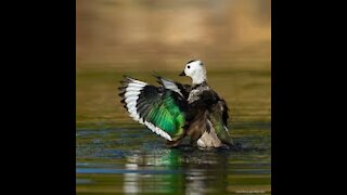 FREE BIRDS-LOVELY NATURE , BEAUTIFUL DIVERSITY