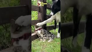 BEST 5 ANIMALS BEING JERKS! Funny Animals Compilation today 2023 | No canned laughter!