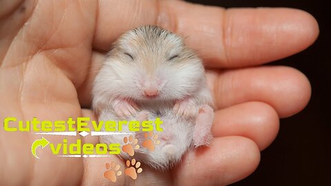 CutestEverest Baby Hamsters #1