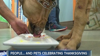 Pets celebrate Thanksgiving with three-course meals