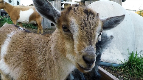 Mother goat shows extreme patience with demanding babies