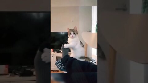 FUNNY CUTE KITTEN - Tiktok Compiled #Shorts