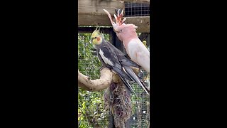 Cockatiels and pink cockatoo