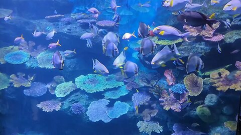 Fish Swimming At Sea Life Bangkok Ocean World In Thailand 2023 Video 2