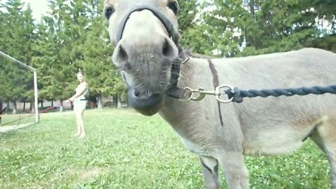 White cute donkey grazing, eating grass. daylight