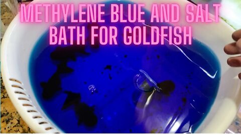 Methylene blue and salt bath treatment for goldfish