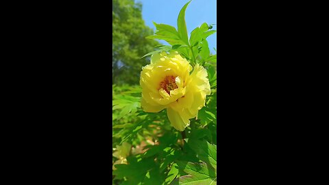 Captivated by the vibrant beauty of this yellow flower captured on my phone screen. 🌼✨ Nature
