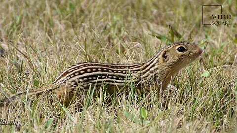 Interesting facts about thirteen lined ground squirrel by weird square