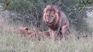 WILDlife: Lions Get Some Action!