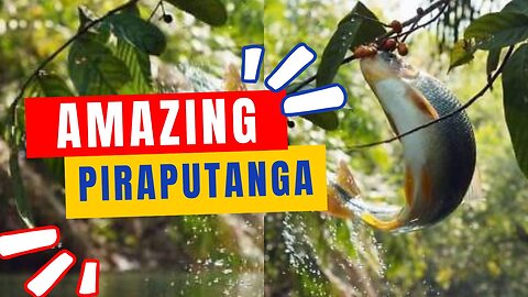 Unbelievable: Piraputanga Fish vs. Deadly Fruit – A Battle of Survival! #piraputanga #shorts #fish