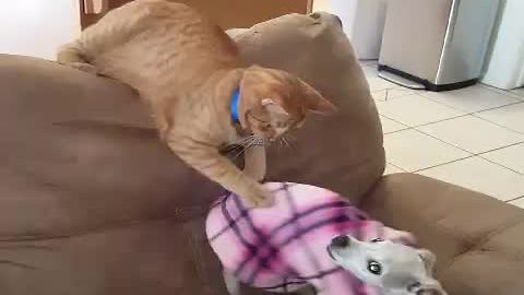 Cat uses Chihuahua's tail as personal chew toy