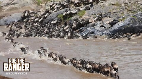 Great Migration Mara River Crossing | Maasai Mara Safari | Zebra Plains